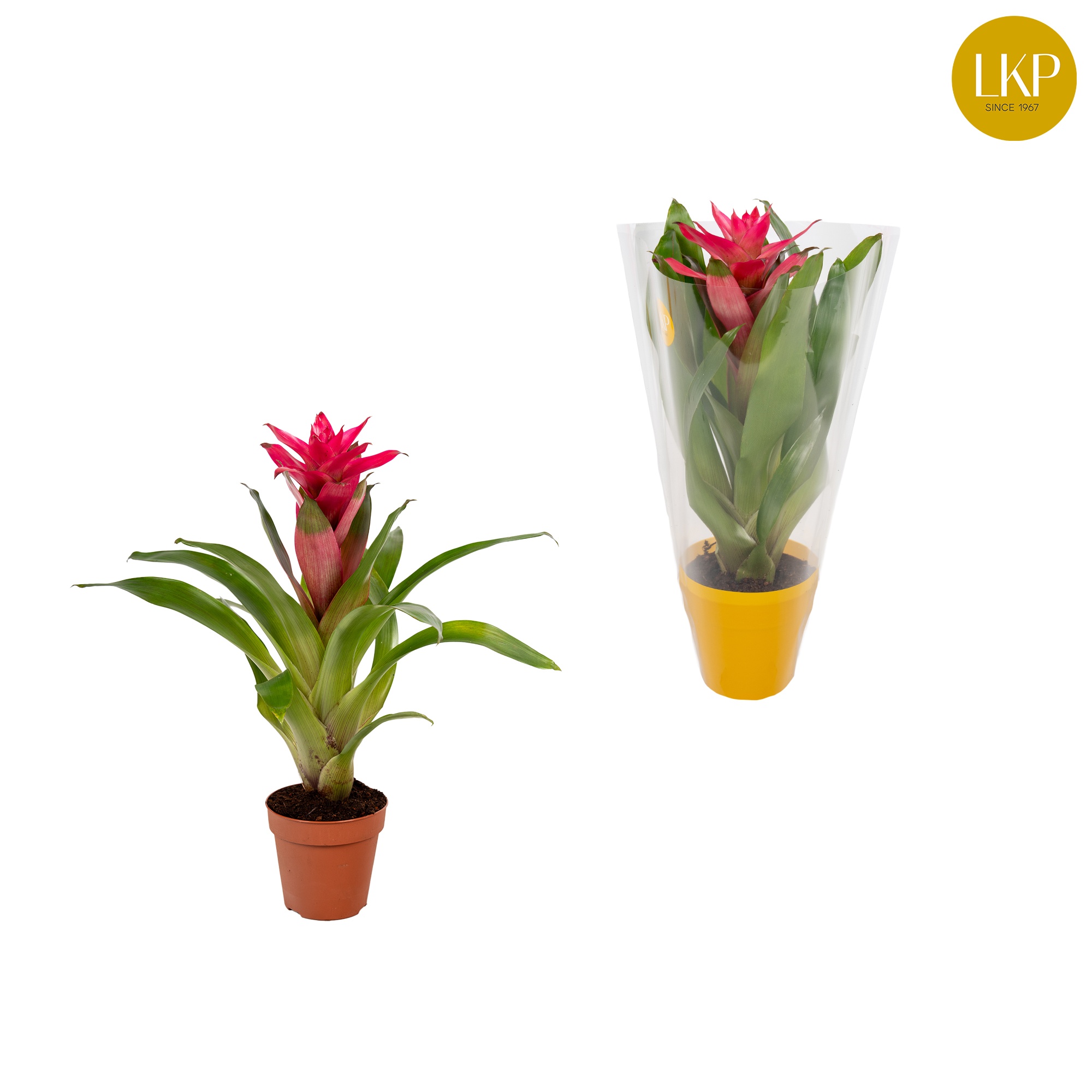 Guzmania Etude Roze (Met Hoes), D 10,5