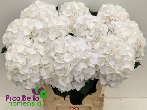Гортензия Вайт Верена 80, шт. Гортензия Вайт Верена 80, шт.