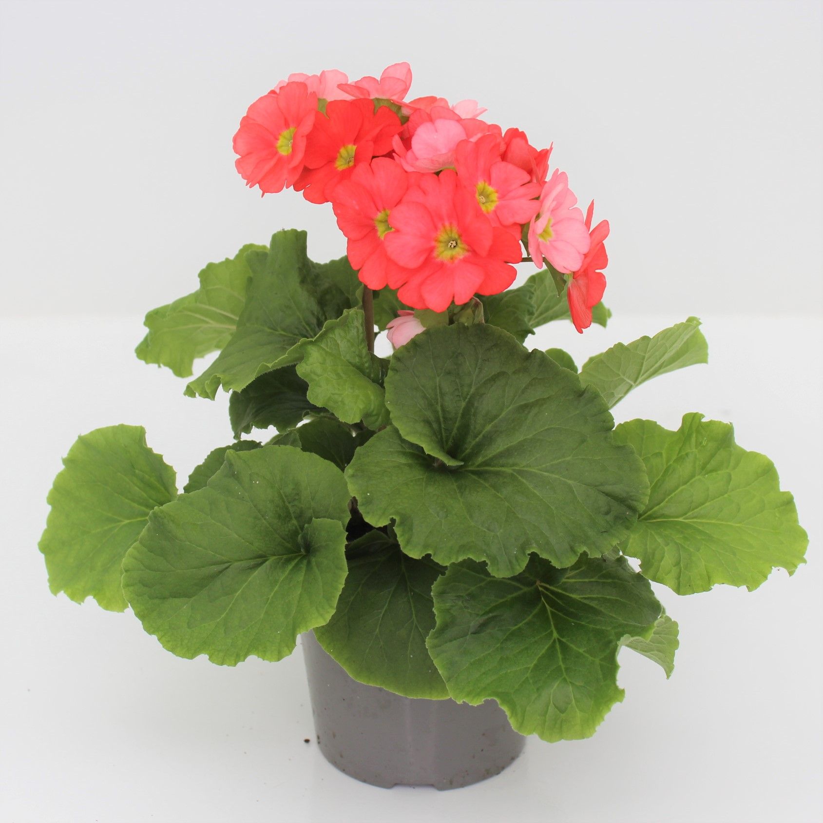 Primula Obconica Dark Orange Sweet Kisses, D 12