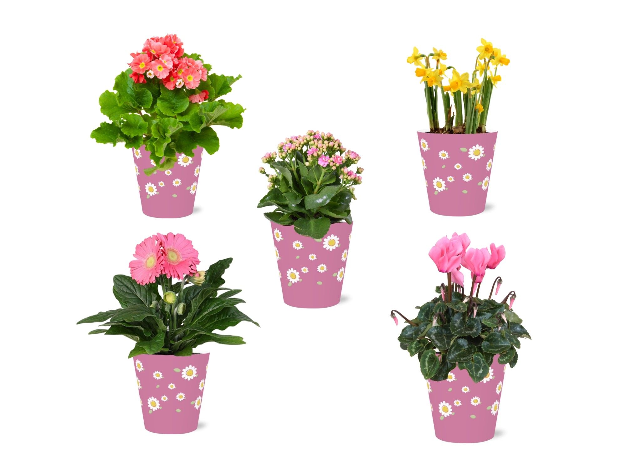 Collectie 'Craft World' Bloeimix in smartcup Madelief 5 soorten, D 12