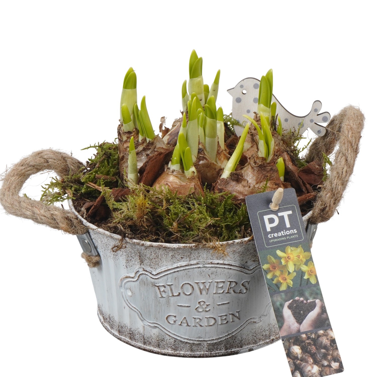 PTN8578 Arrangement Narcissus in zink pot, D 16