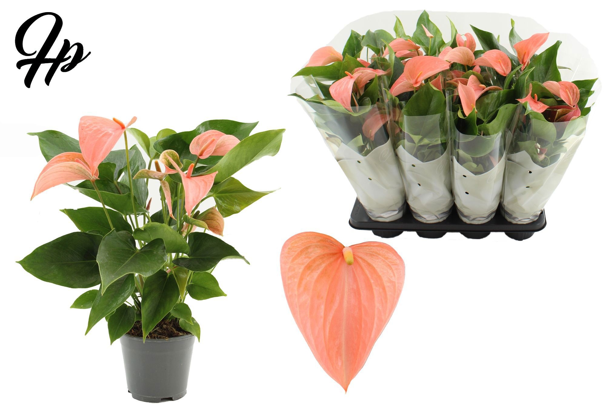 Anthurium 14 cm Festivo Lux in Couture sleeve, D 14