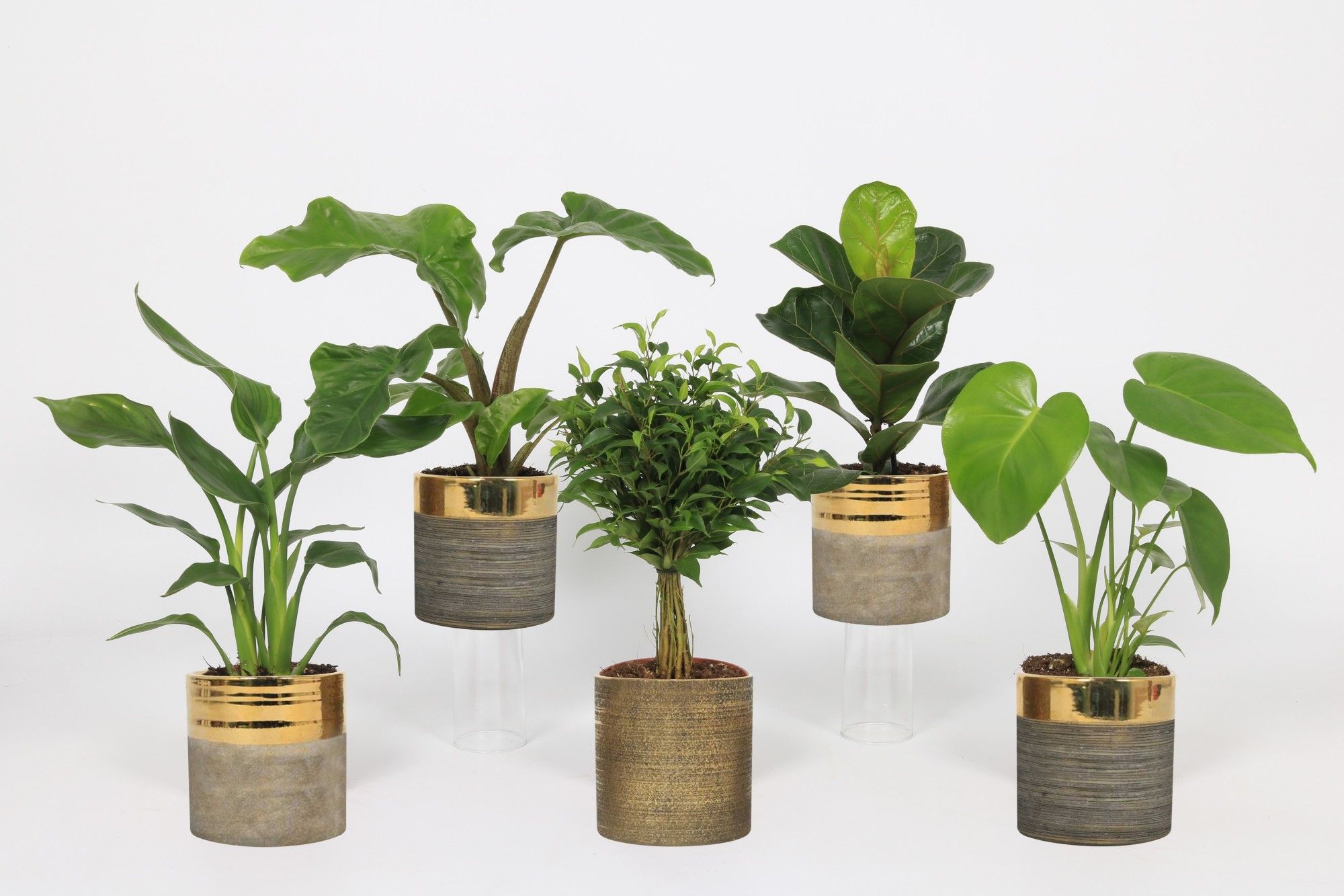 Groen Mix 12cm - Royal - Amarna, D 12