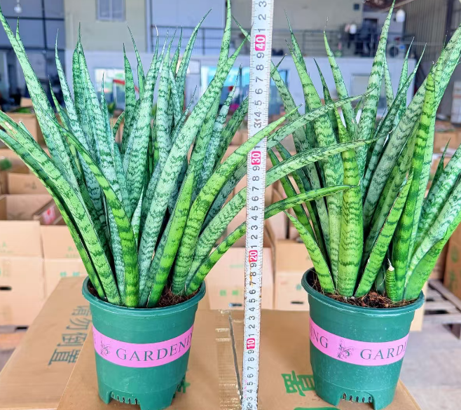 Суккулент 0.5-галлон потс, три граупс оф Вестерн Еуропин орчидс 14 40