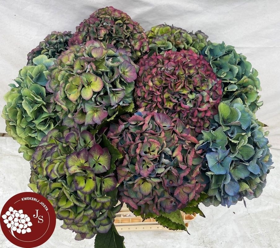 Гортензия Роял Парад Классик 60, шт.