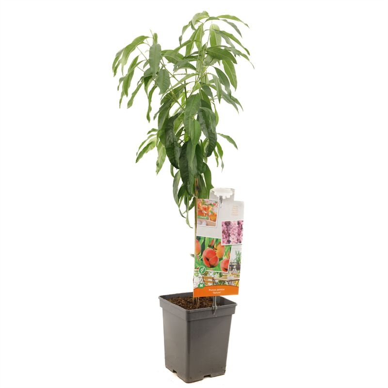 Prunus persica Saturn Platte dwergperzik, D 18 cm