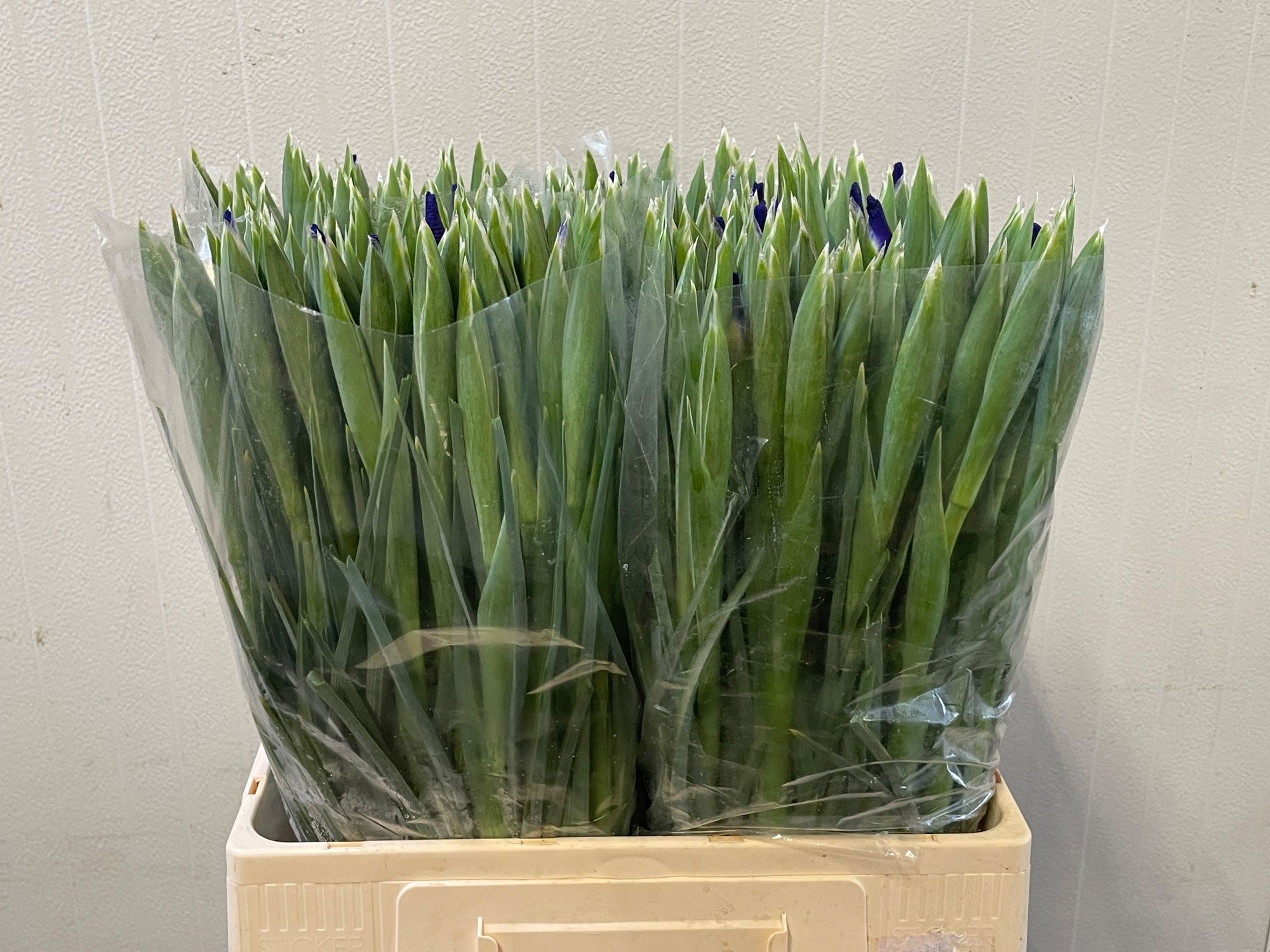 Ирис Блю Мэджик (син.), шт.