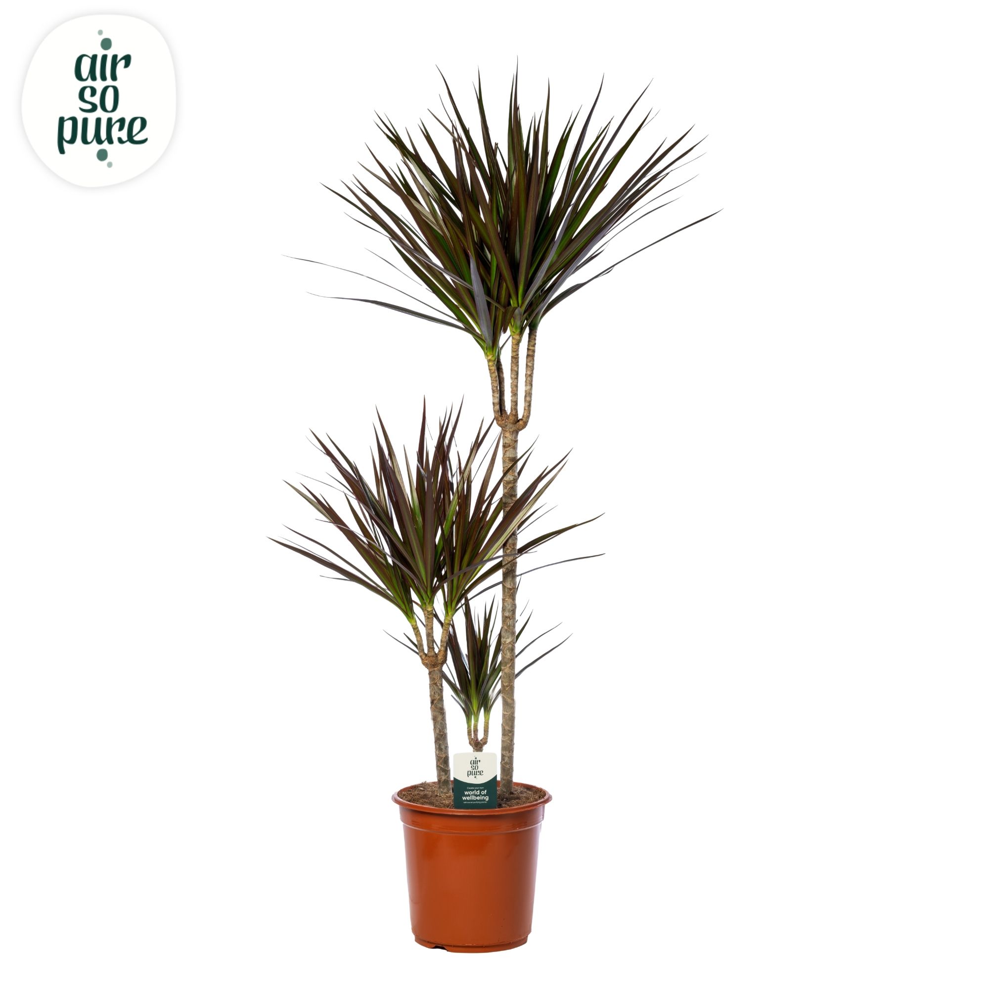 Dracaena Magenta p24, 75+30+10 (Air So Pure), D 24