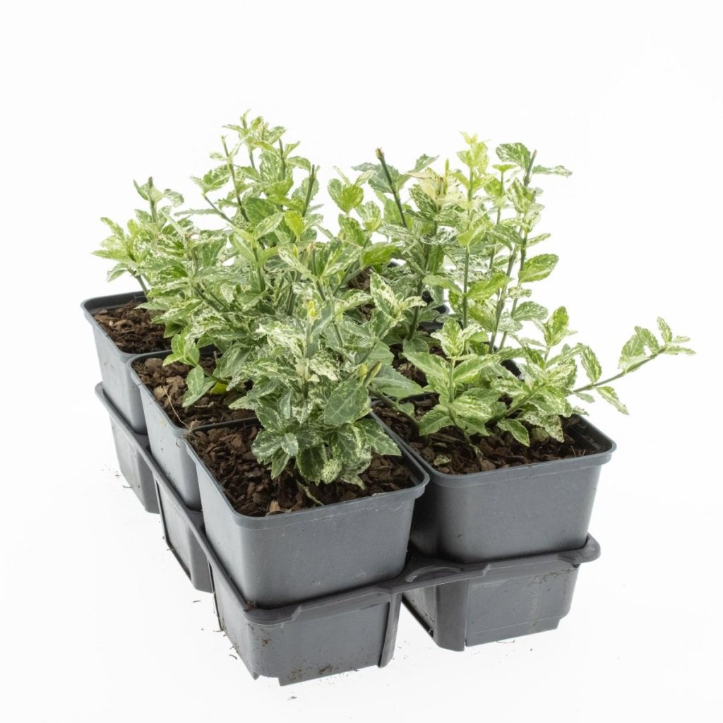 Euonymus fort. 'Harlequin', D 9