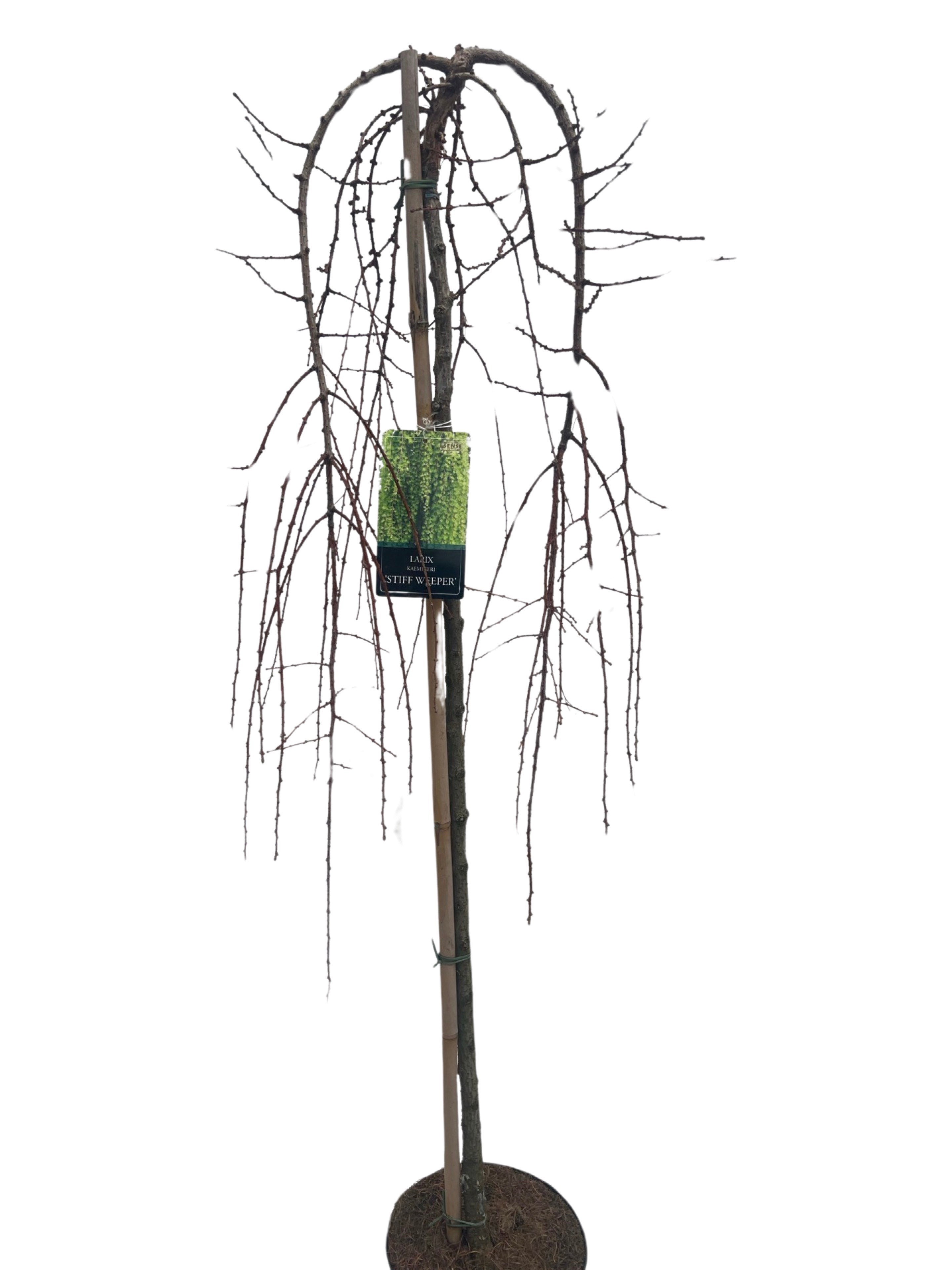 Larix Kaempferi Stiff Weeper Stam 120cm, D 27