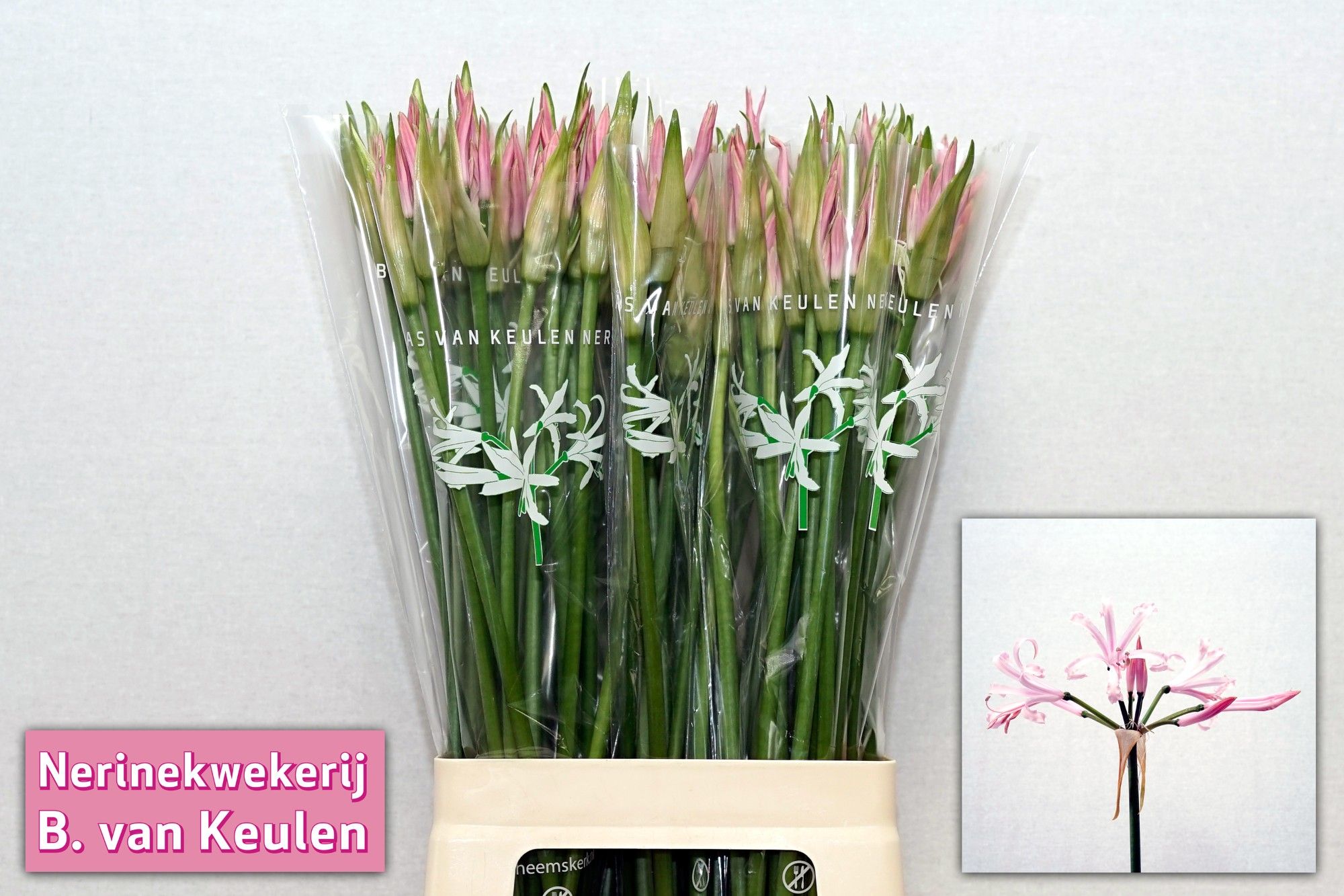 Нерине Веста К 70, шт.