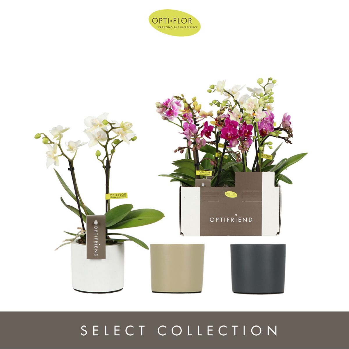 Optifriend Mix 2 spike in Toscane Mix, D 7 cm