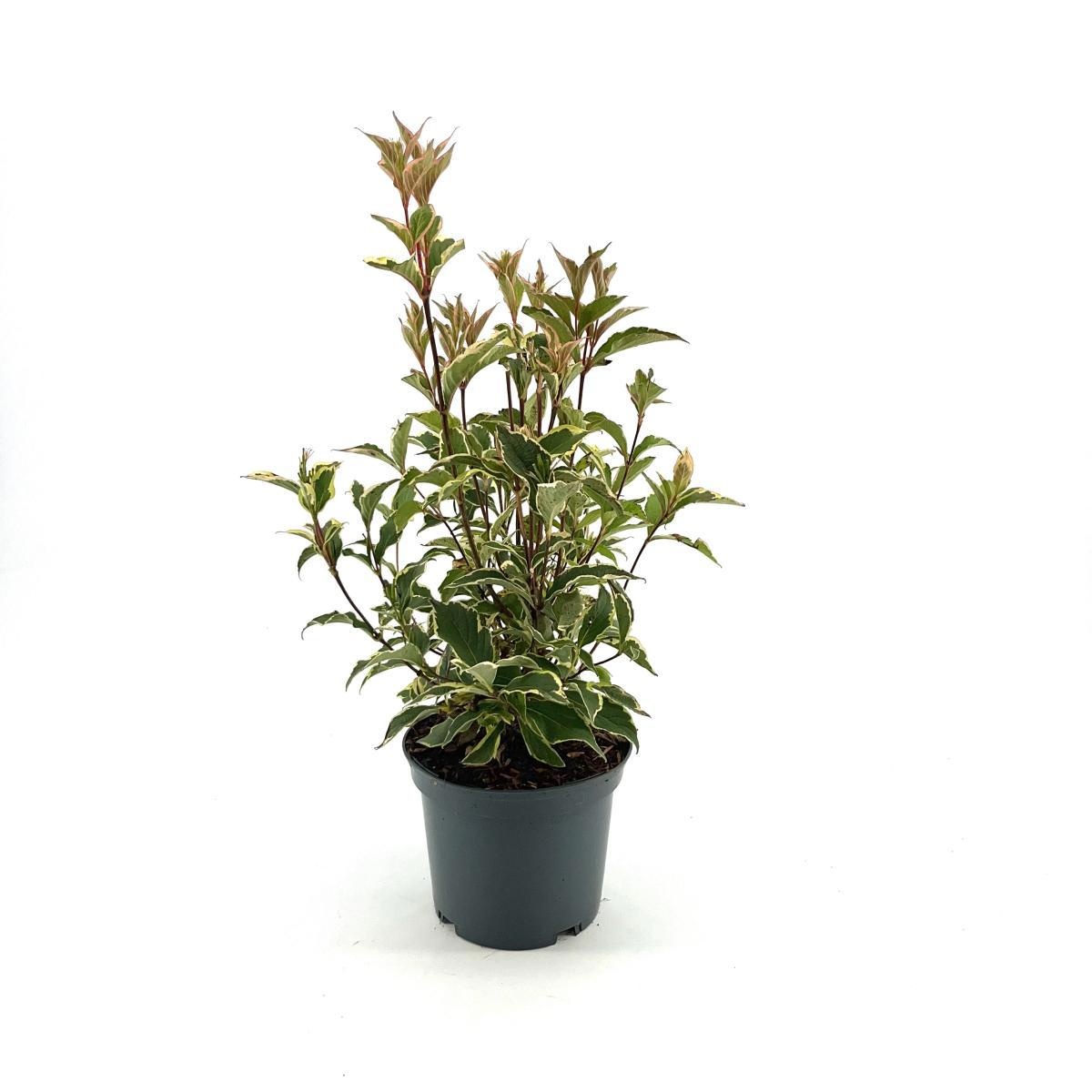 Weigela 'Nana Variegata', D 19