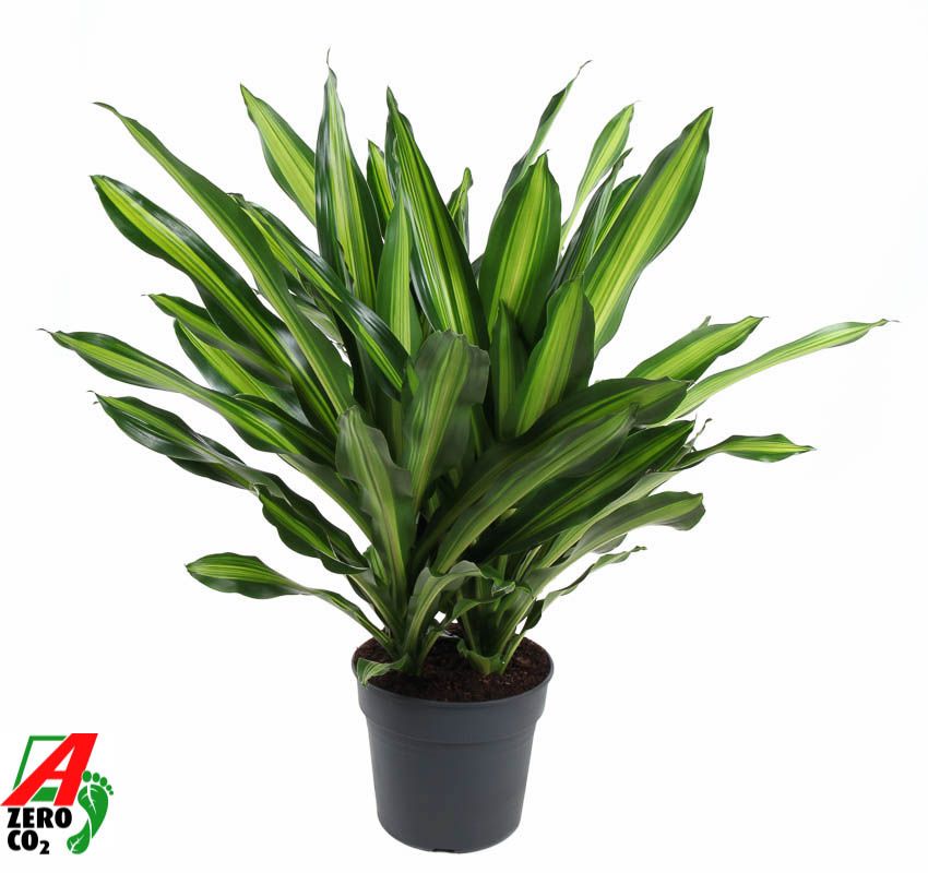Dracaena Burley 3PP P34, D 34
