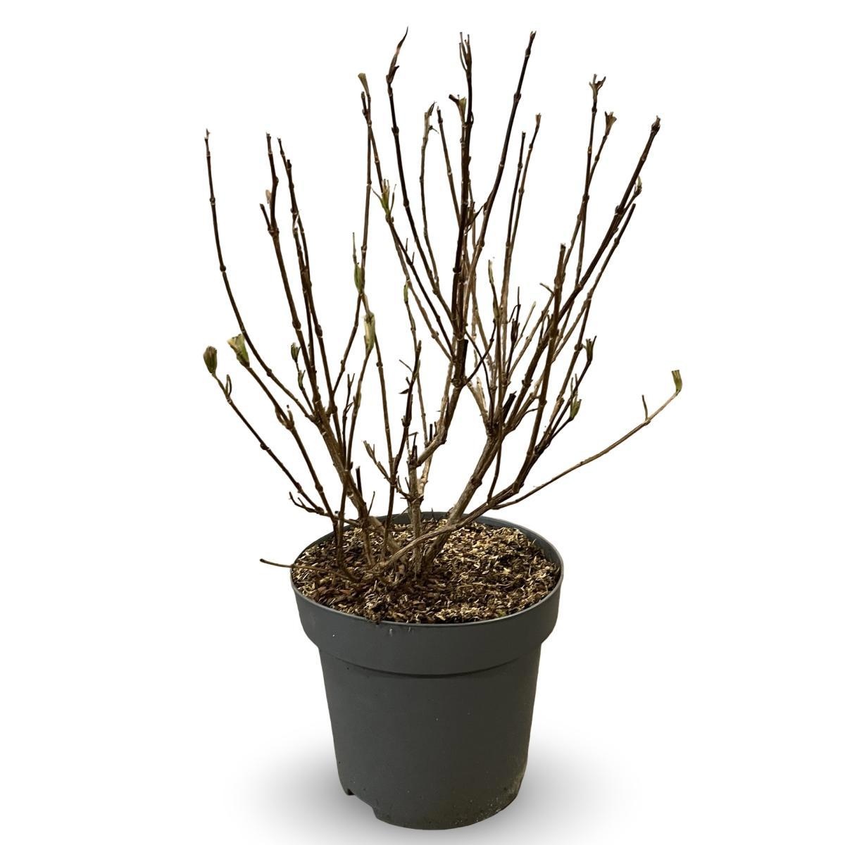 Weigela 'Red Prince', D 32