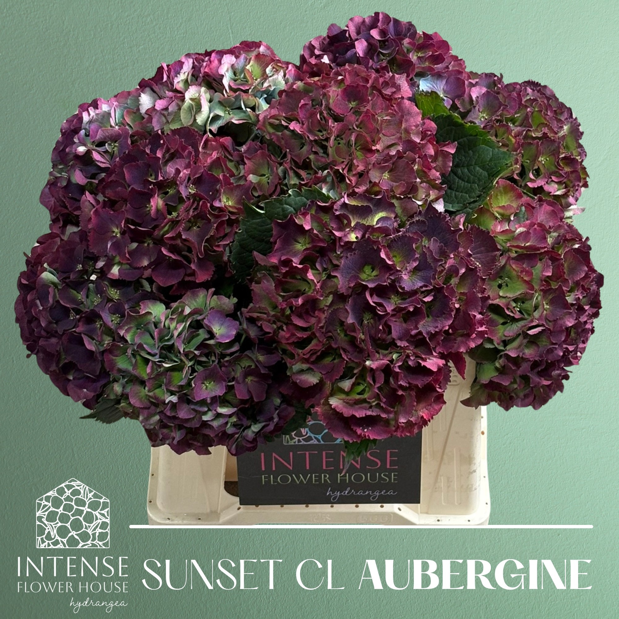 Гортензия Роял Сансет Классик 40, шт.