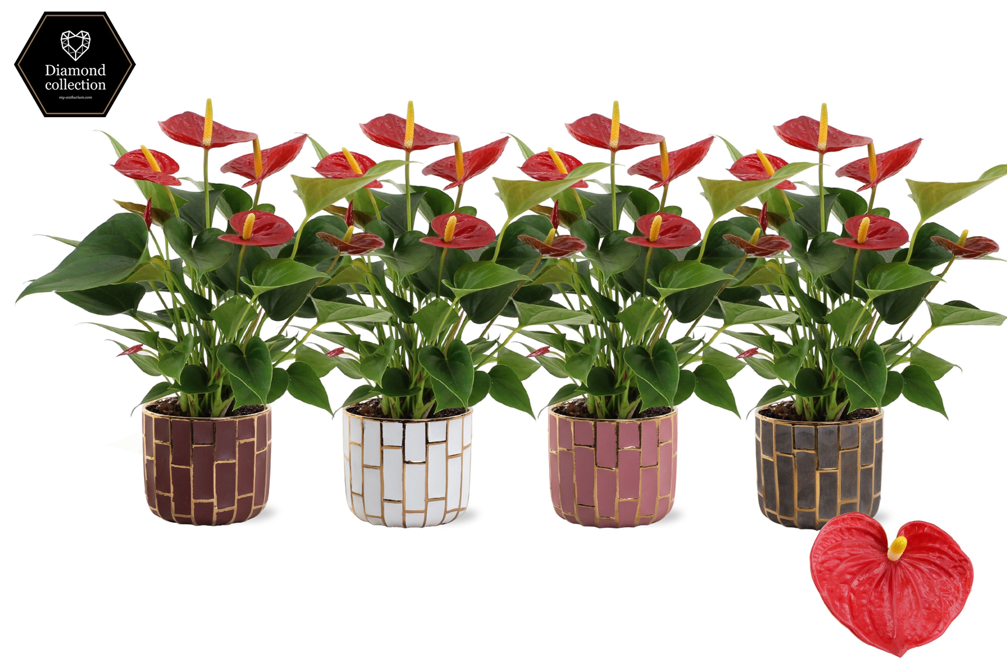 Anthurium 12 cm Diamond Red in Pascalle ceramics, D 12