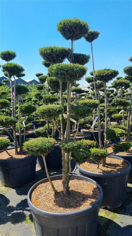Taxus baccata, pompon, D 100