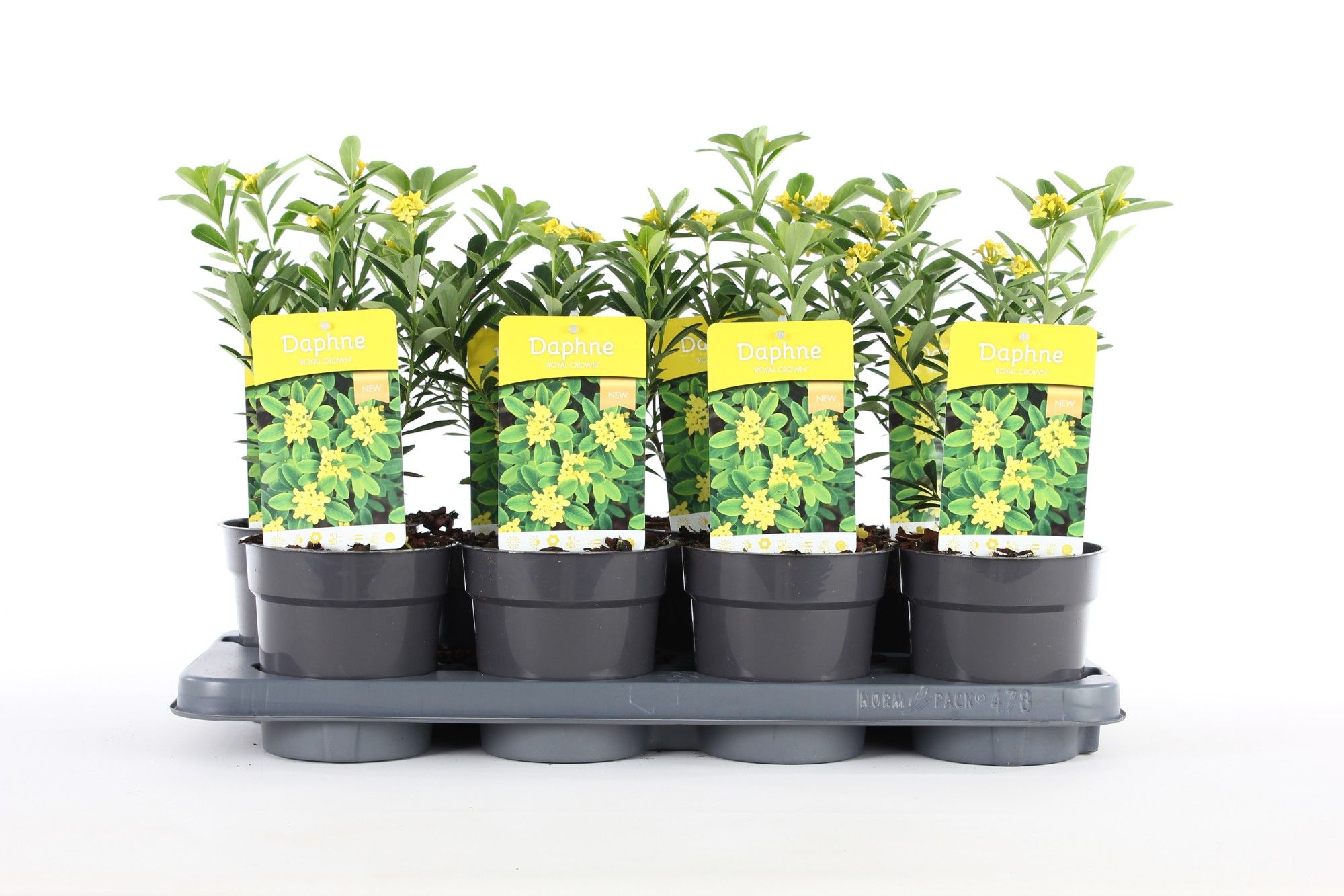 Daphne gem. 'Royal Crown' P13, D 13