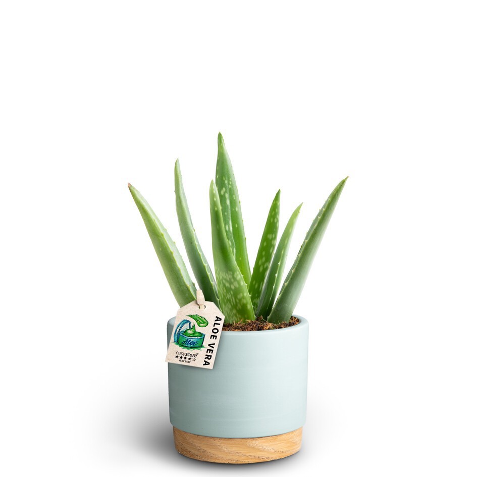 ALOE VERA 40969687 WB B Aloe Vera, D 10