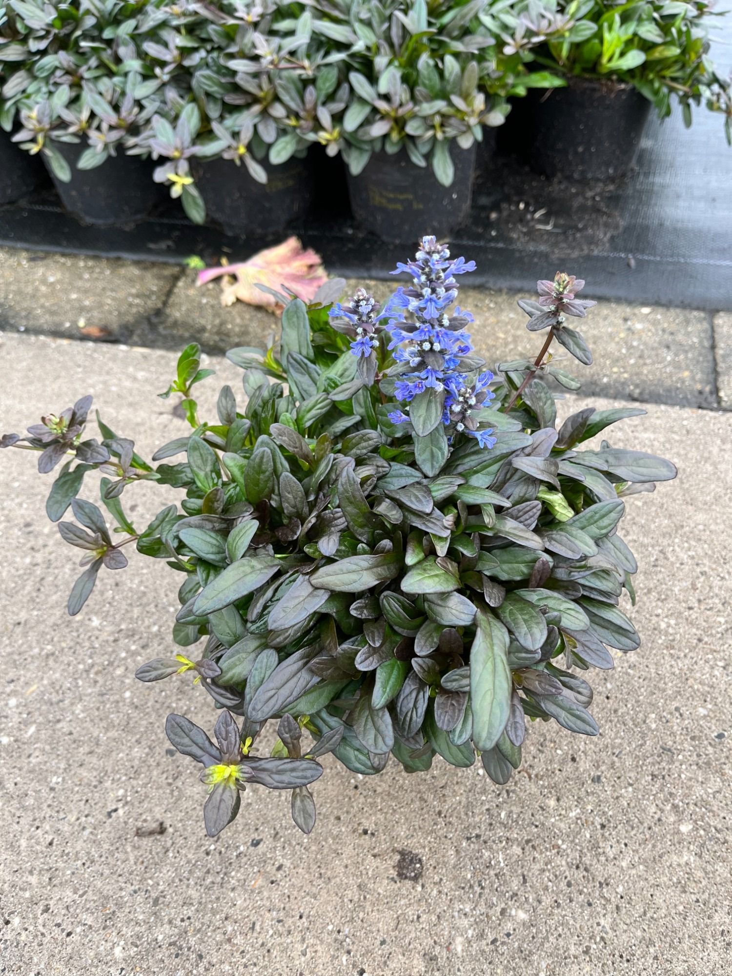 Ajuga 13cm, D 13