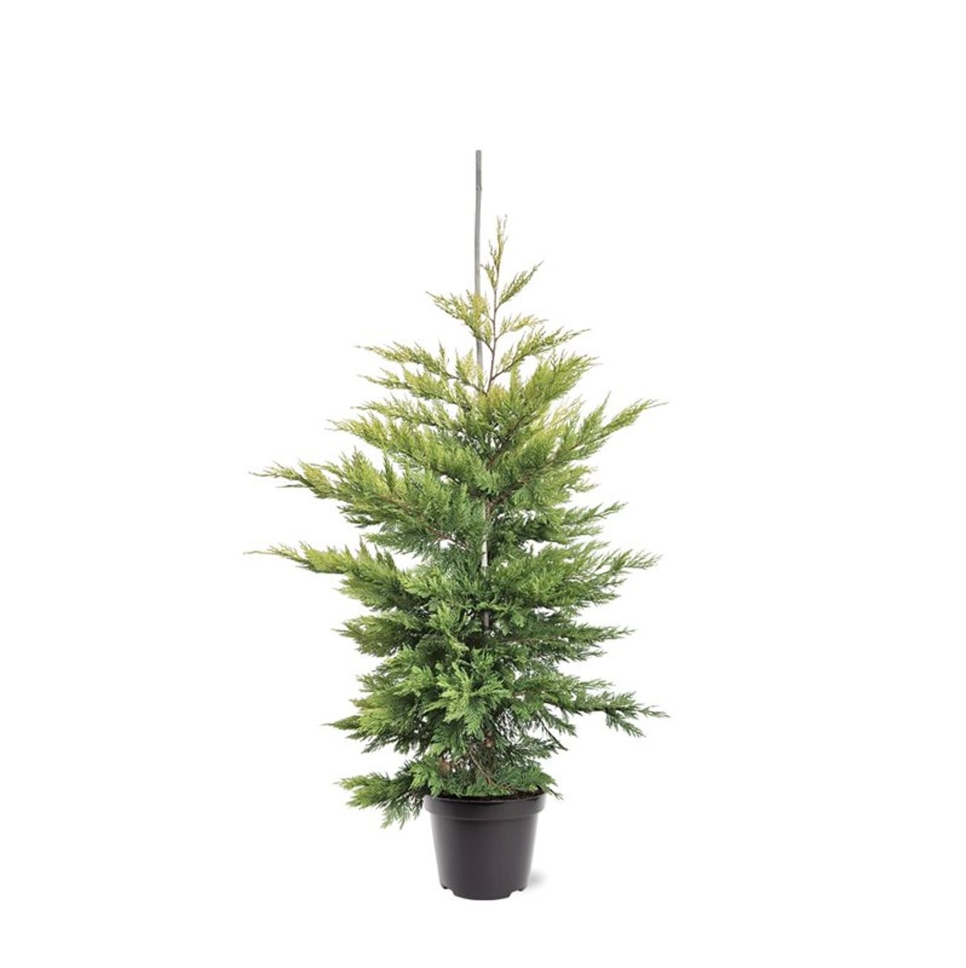Cupressocyparis leyl. 'Gold Rider', D 26 cm Cupressocyparis leyl. 'Gold Rider', D 26 cm