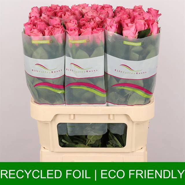 Роза од. Вотергейм 80, шт.