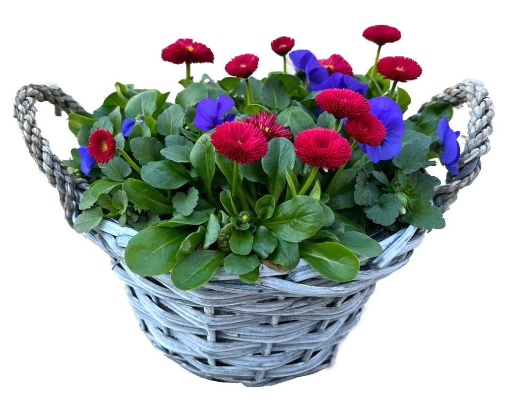 VB494-9323 Viola/Bellis wilg grijs mand rond, D 24