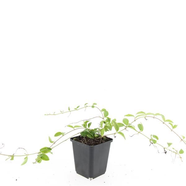 Vinca minor 'Blue and Gold', D 9 cm