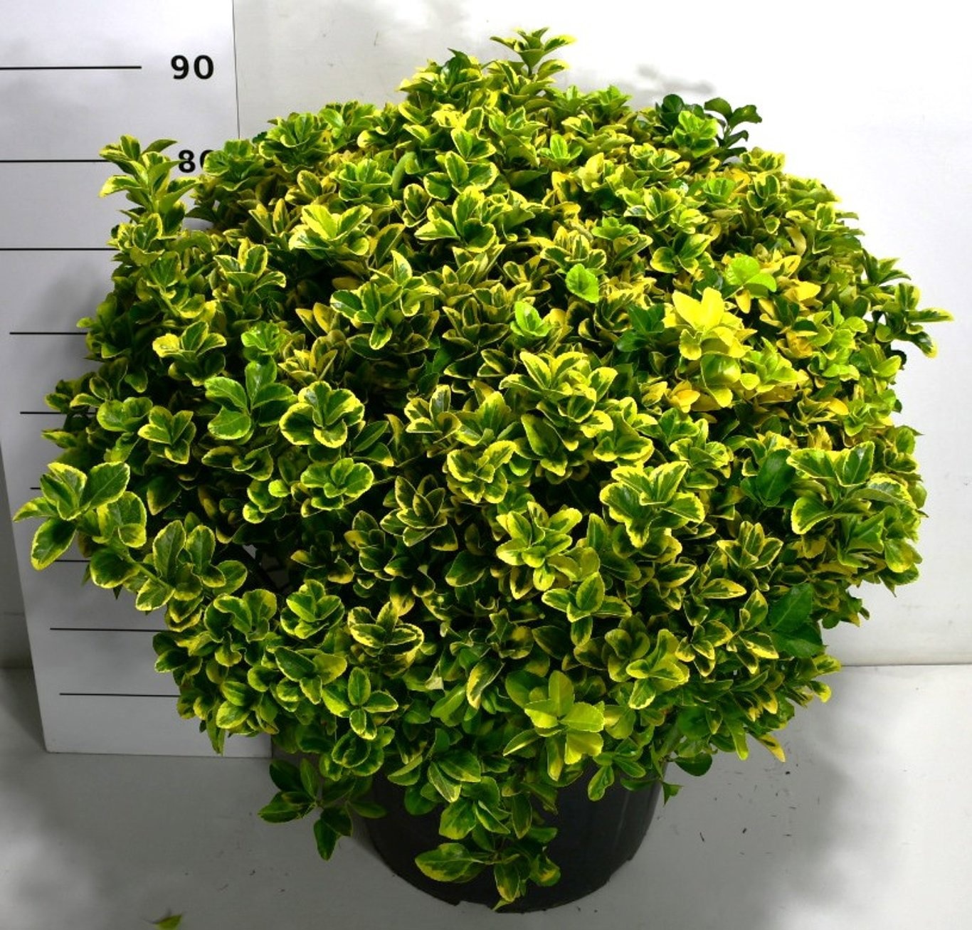 Euonymus jap. 'Aureus', D 50