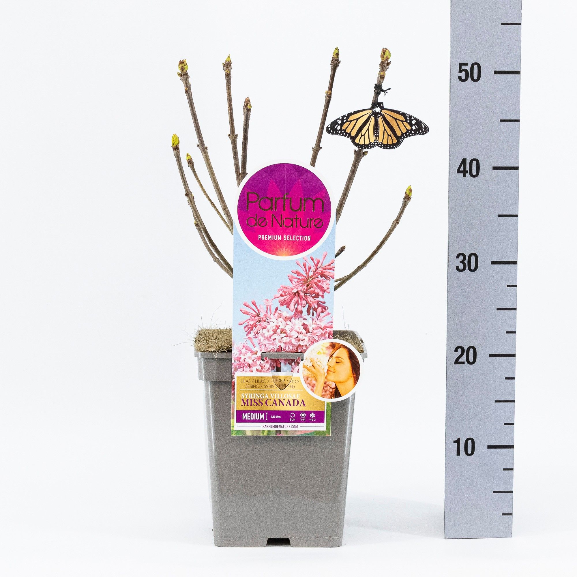 Syringa Miss Canada, 'Premium Selection', C5, D 23