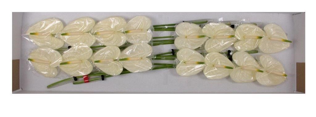 Антуриум Моментс x16, шт.