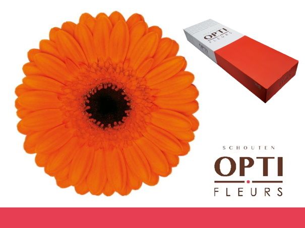 Гермини Карамба x60, шт.