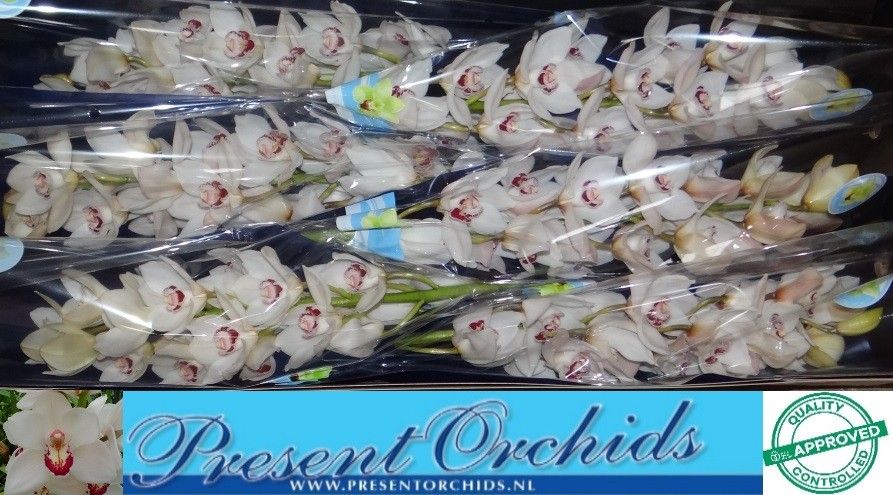 Цимбидиум Мазурка x6 80, шт.