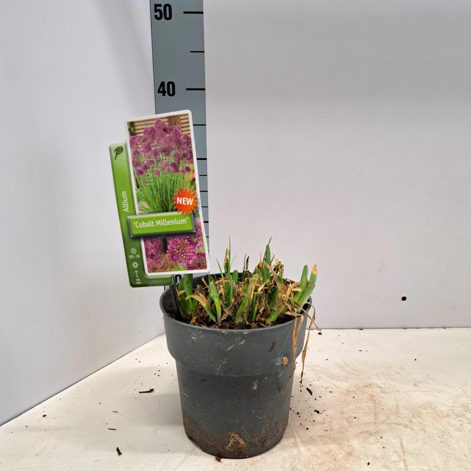 Allium 'Cobalt Millenium', D 17