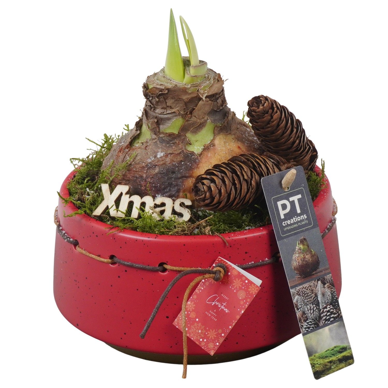 PTACH5806 Arrangement Amaryllis Christmas in keramiek pot, D 17 cm PTACH5806 Arrangement Amaryllis Christmas in keramiek pot, D 17 cm