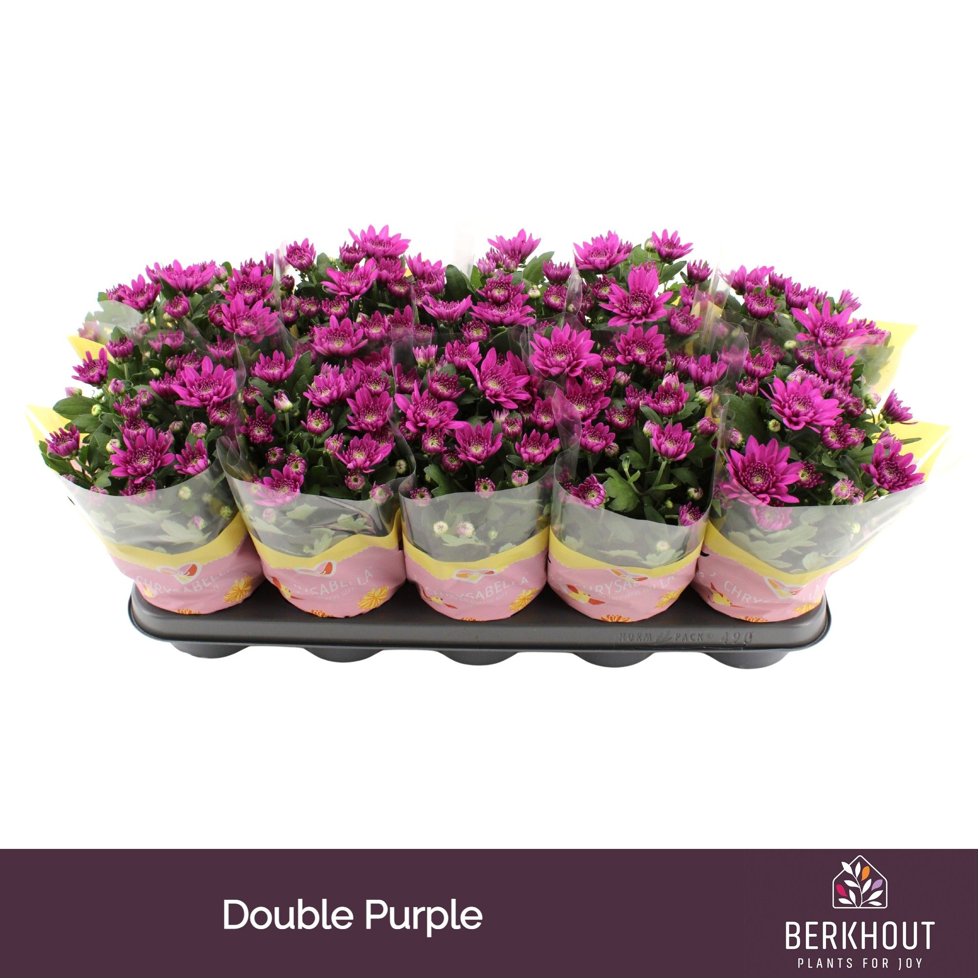 Chrysant Marley, D 12