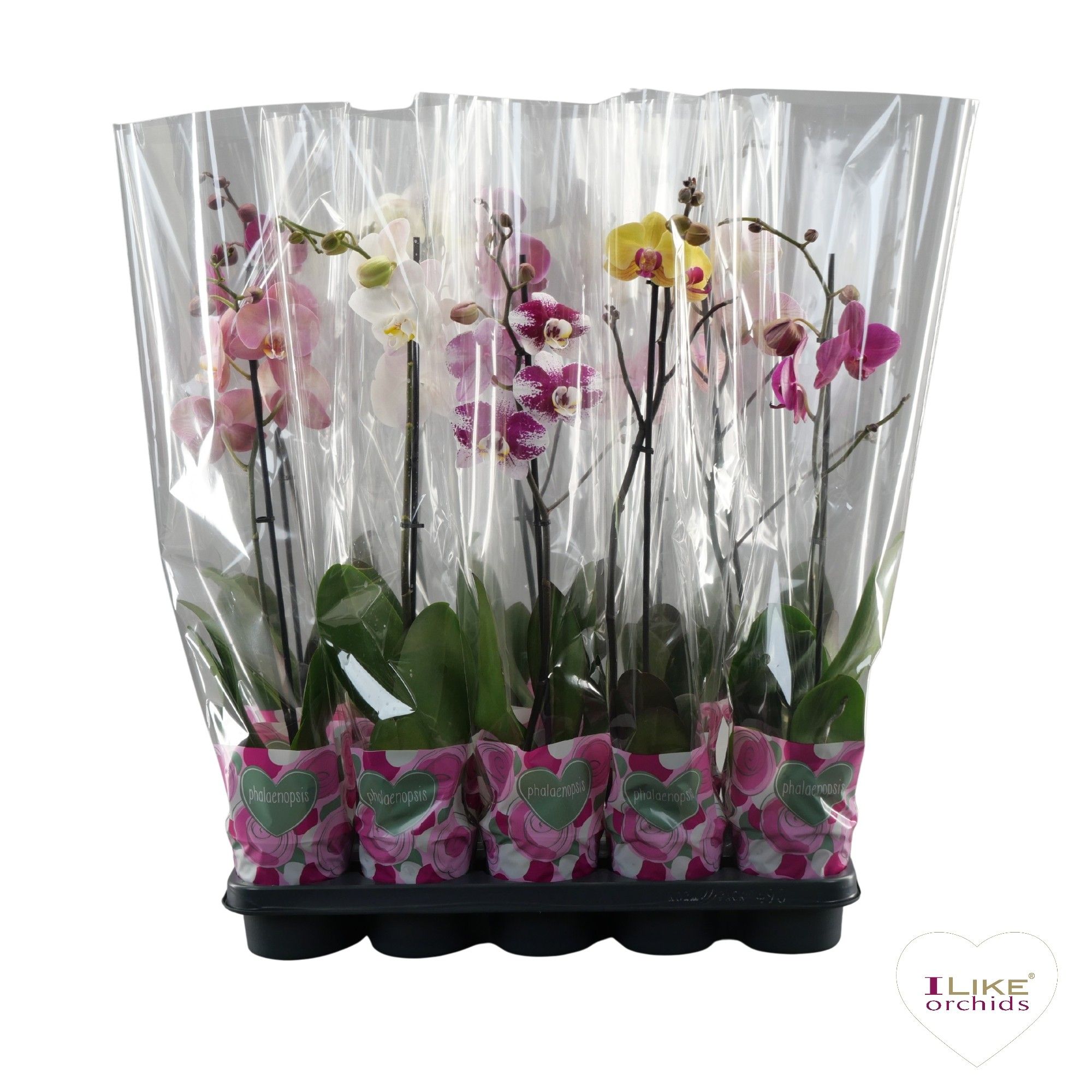 Phalaenopsis mix - 1 tak 50cm A2, D 12 cm