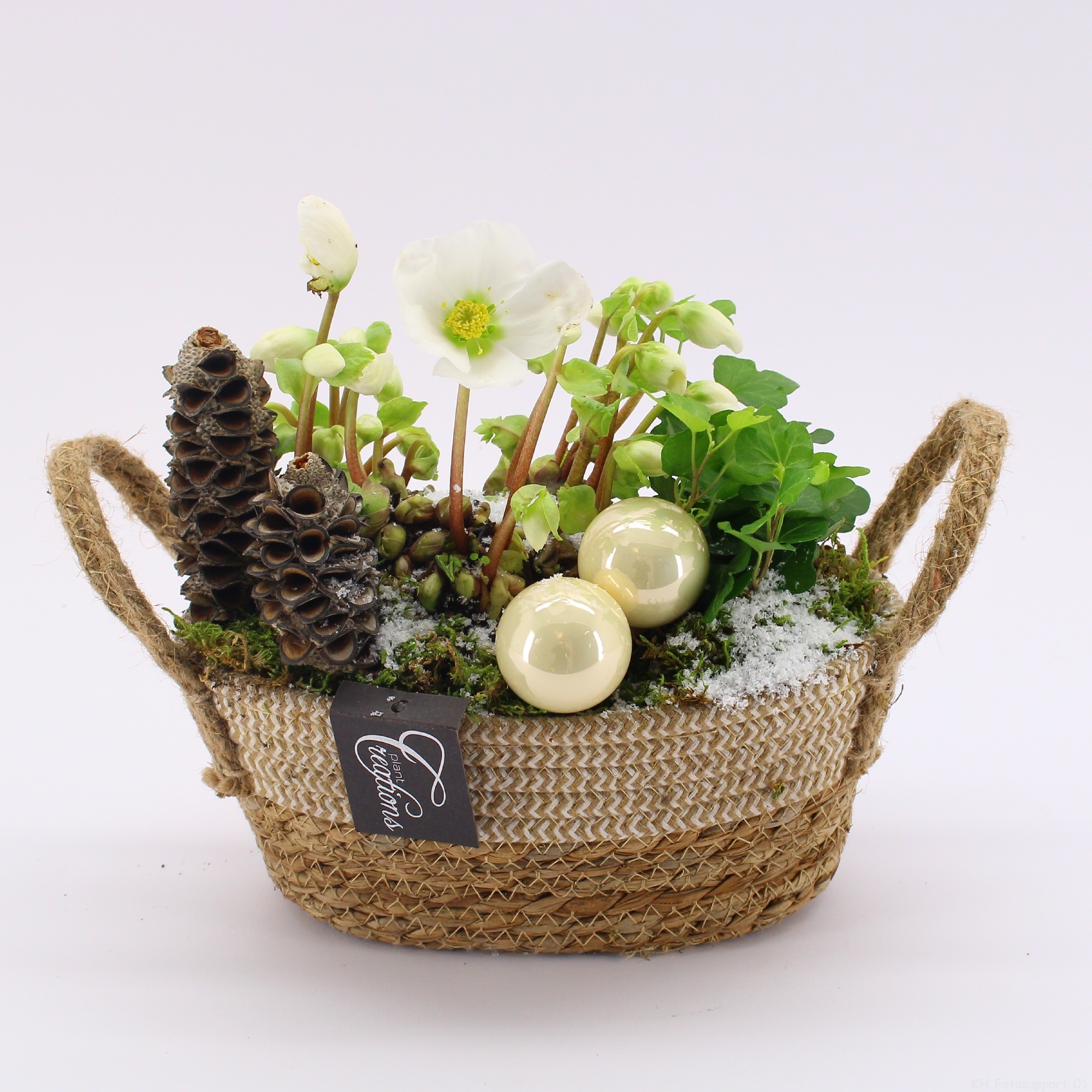 NHCR-2509 Verboom Helleborus, D 24 cm