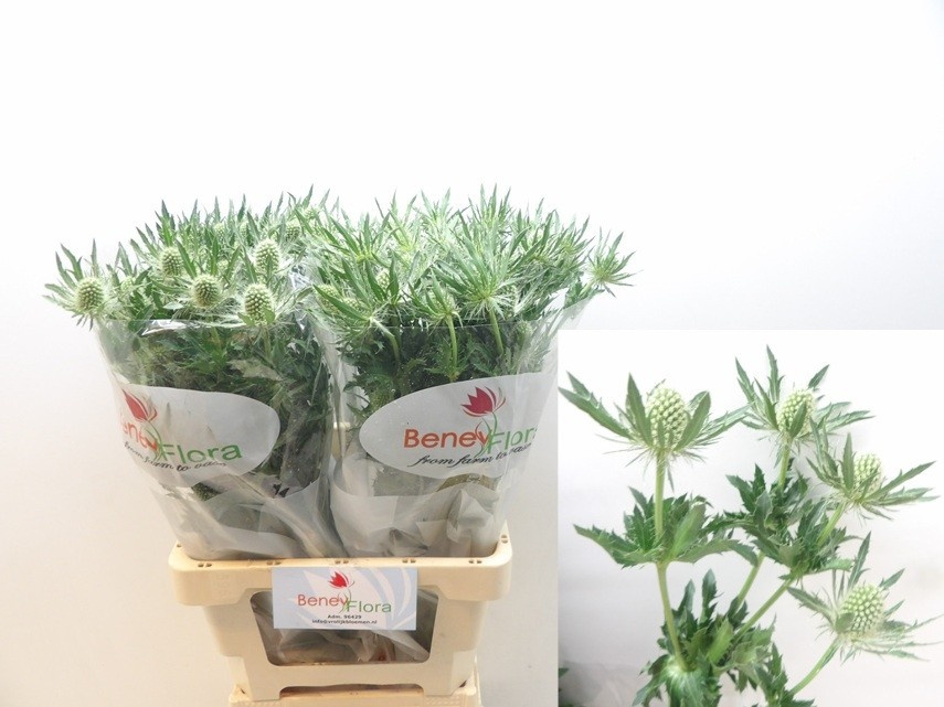 Эрингиум Мэджикал Вайт Лагун 70, шт.