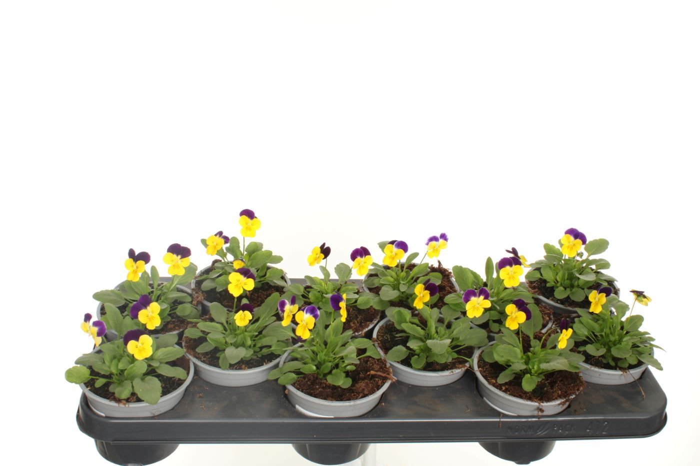 Viola cornuta Deltini Yellow Jump Up, D 11 cm