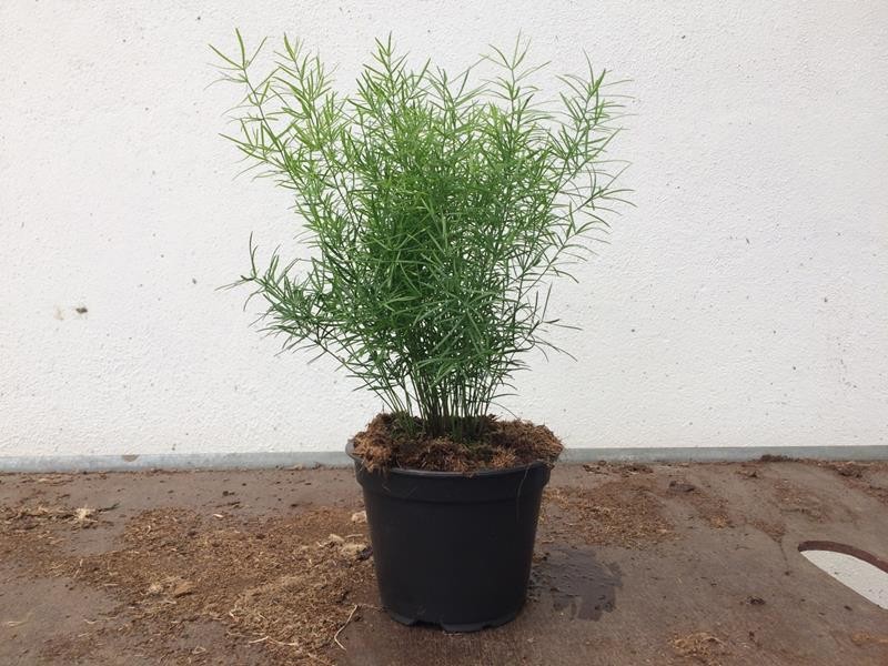 ASPARAGUS DENSIFLORUS 'SPRENGERI', D 12 cm