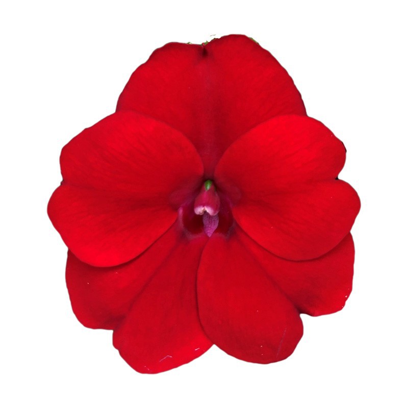 Sunpatiens XL 17 CM - Red, D 17