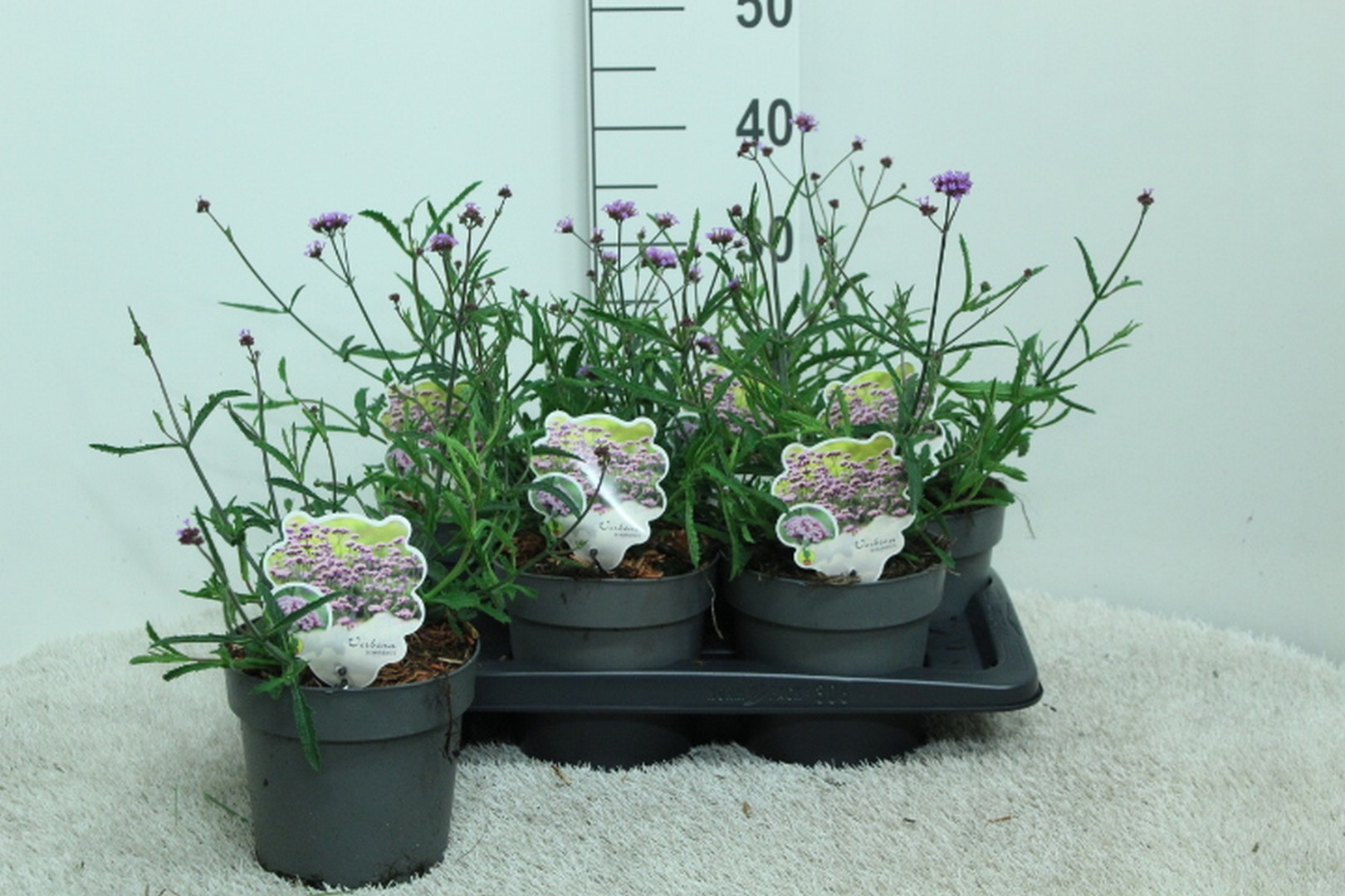 Verbena bonariensis P17, D 17 cm
