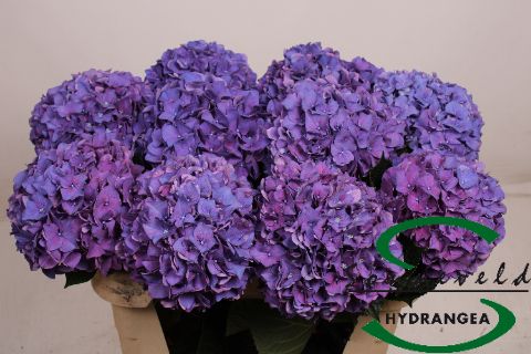 Гортензия Родео Перпл 75, шт.