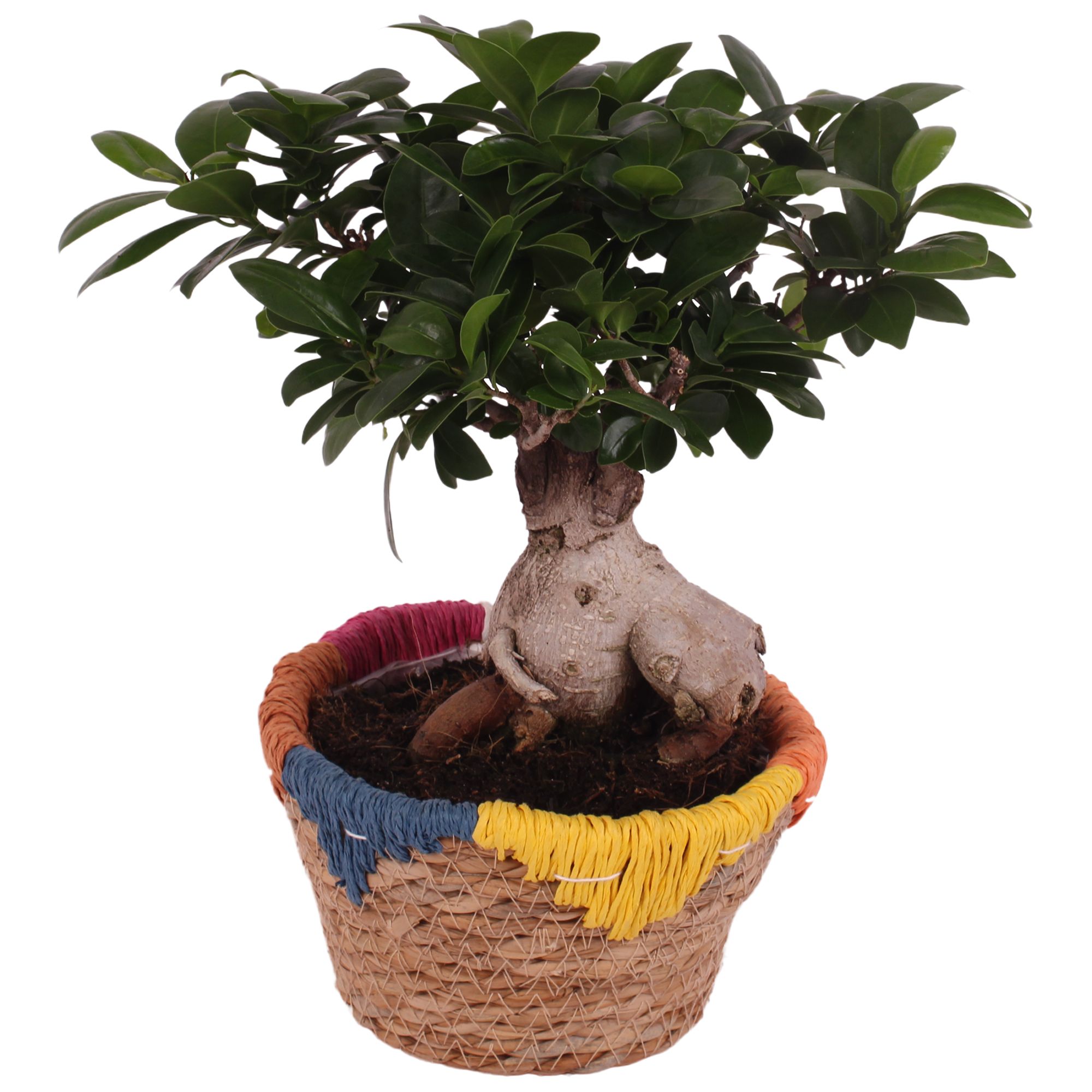 Ficus m. Ginseng Ball Shape Ø15cm in Ø17cm Rope Basket EV564, D 17