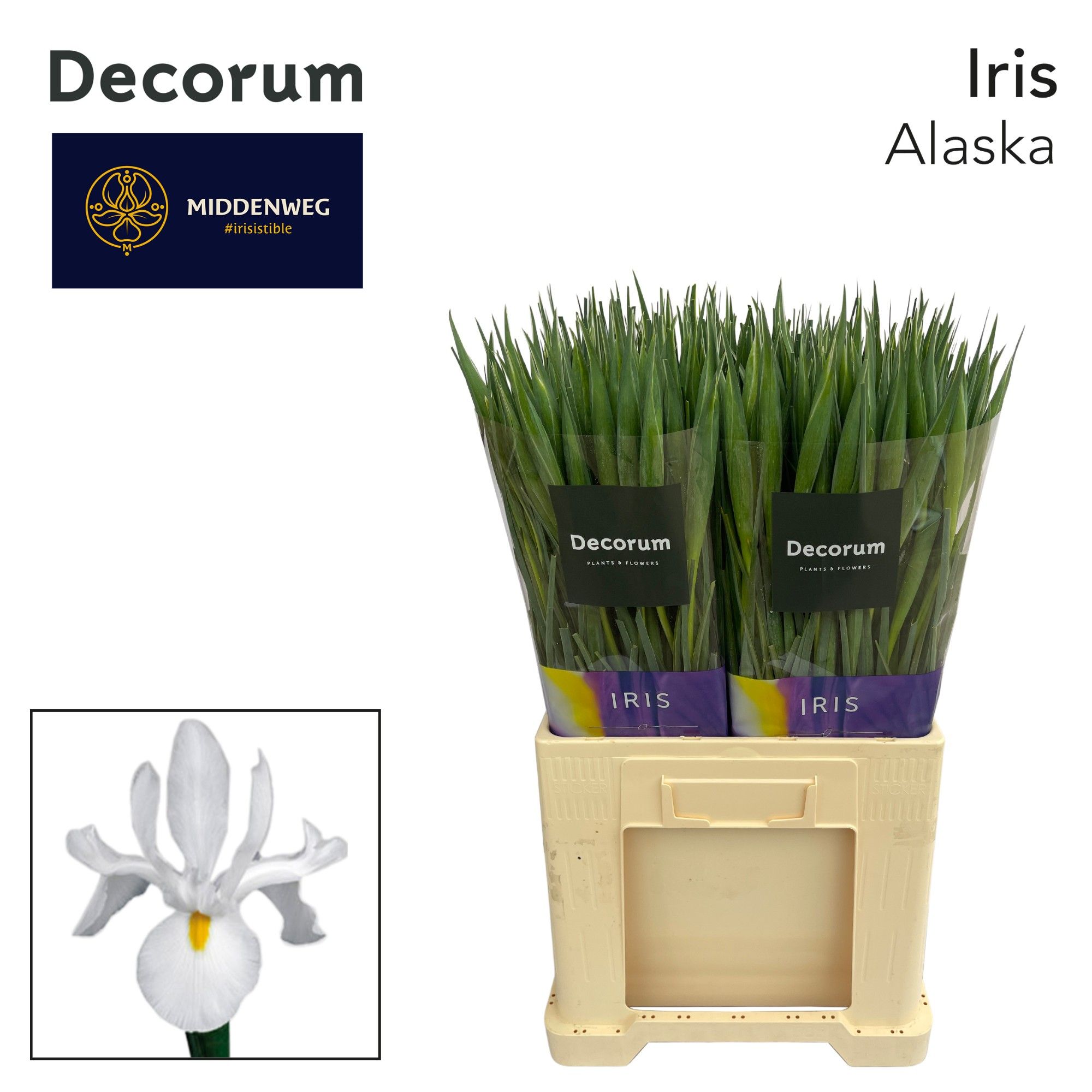 Ирис Аляска, шт. Ирис Аляска, шт.