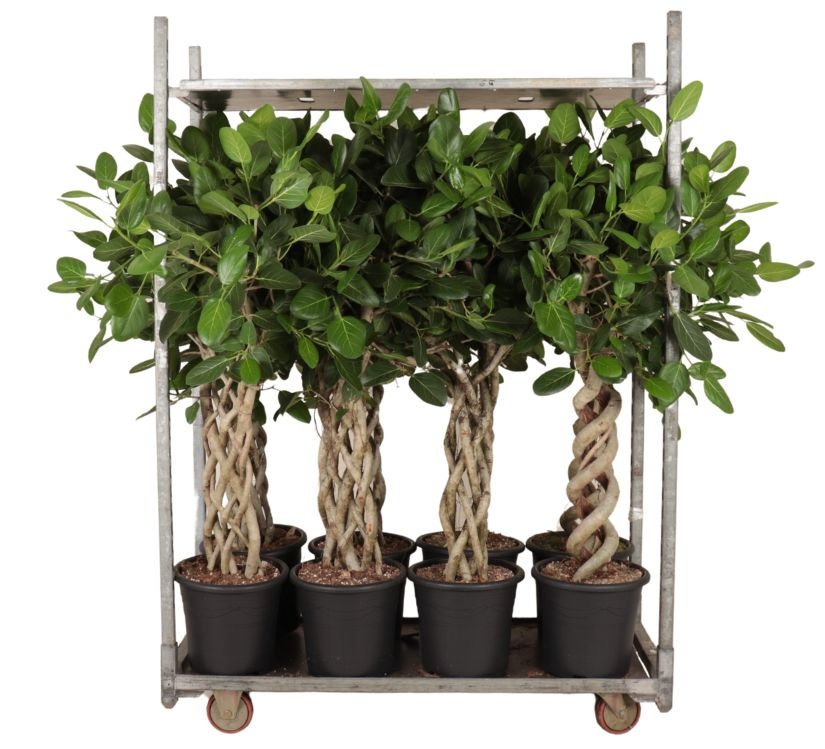 Mix Audrey, 3x gevl. mat, 3x gevl. cilinder, 2x dubbel spiraal, D 32