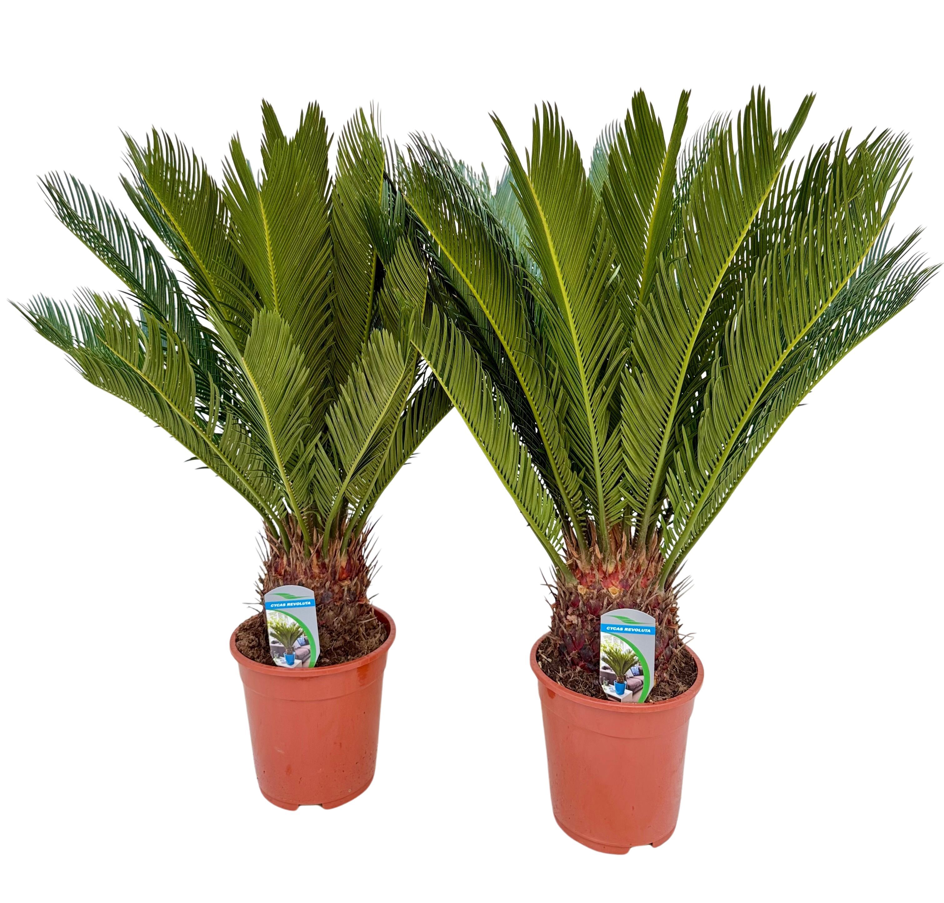 Cycas revoluta P19 XL, D 19