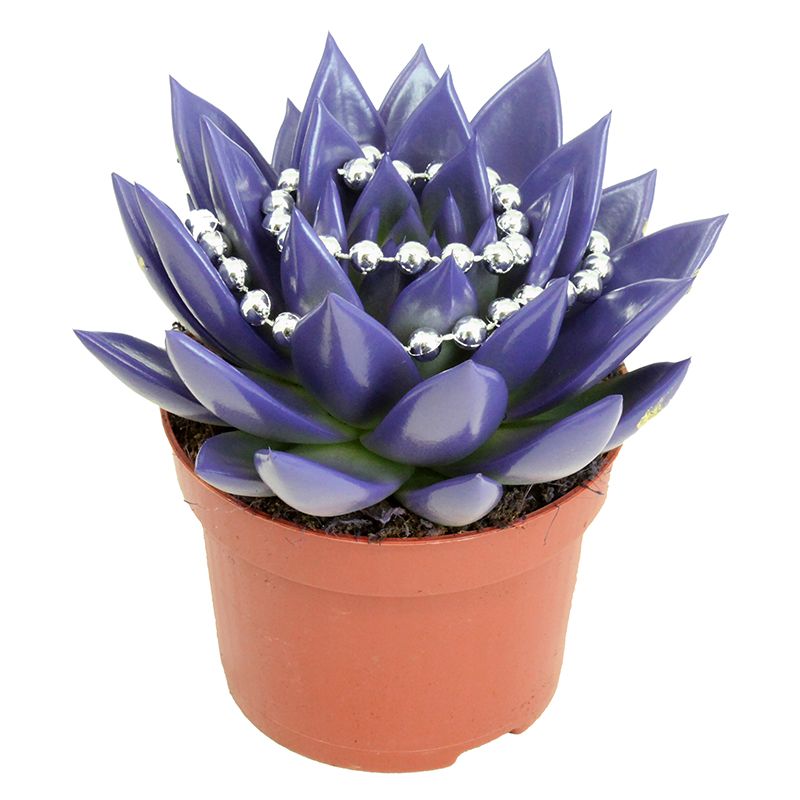 Miranda coloured purple + chain, D 10,5